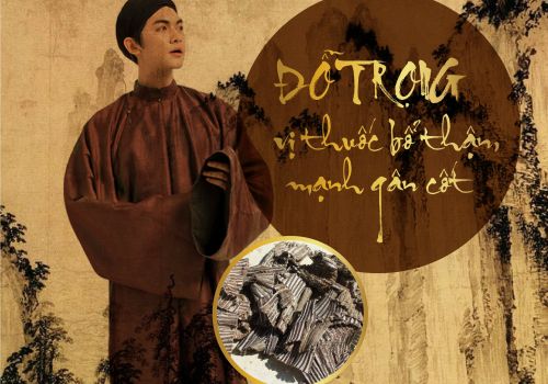 TRUYỆN KỂ VỀ ĐỖ TRỌNG - VỊ THUỐC BỔ THẬN, MẠNH GÂN CỐT
