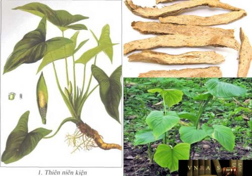 Những loại dược liệu quý giúp giảm đau nhức xương khớp