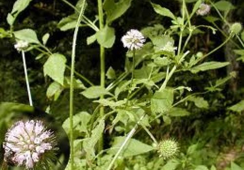 Tục đoạn bổ can, ích thận