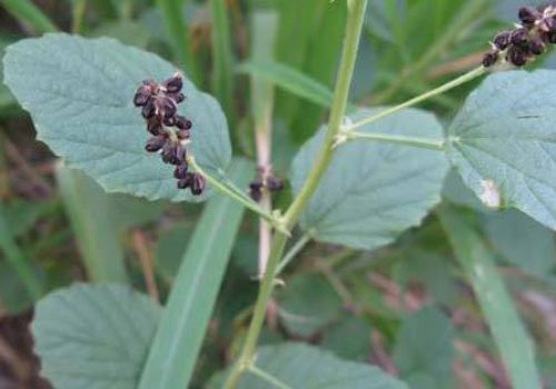 PHÁ CỐ CHỈ - DƯỢC LIỆU TRỊ THẤP LƯNG, ĐẦU GỐI ĐAU, KHÁNG KHUẨN, GIÃN MẠCH