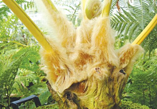 CẨU TÍCH - VỊ THUỐC BỔ CAN THẬN CHÔNG THOÁI HÓA XƯƠNG KHỚP