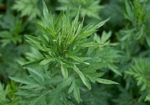 CHỮA ĐAU XƯƠNG KHỚP BẰNG NGẢI CỨU HIỆU QUẢ KHÔNG NGỜ TỚI