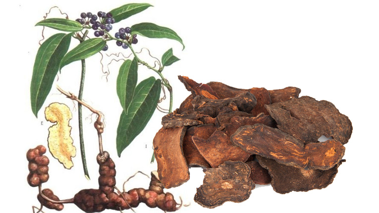 Thổ-phục-linh-có-tác-dụng-gì